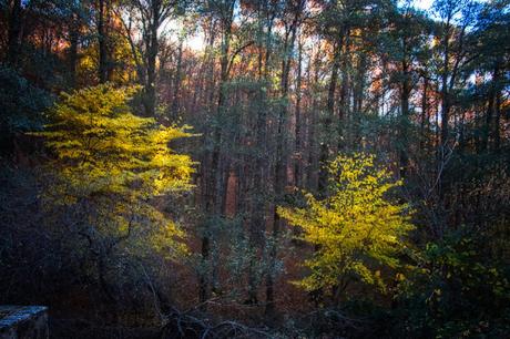 Castañar del Tiemblo en Otoño Ávila, Valle de Iruelas
