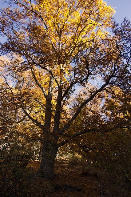 Castañar del Tiemblo en Otoño Ávila, Valle de Iruelas