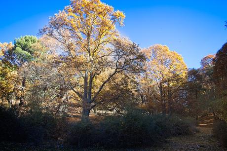 Castañar del Tiemblo en Otoño Ávila, Valle de Iruelas