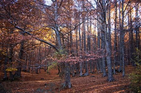 Castañar del Tiemblo en Otoño Ávila, Valle de Iruelas