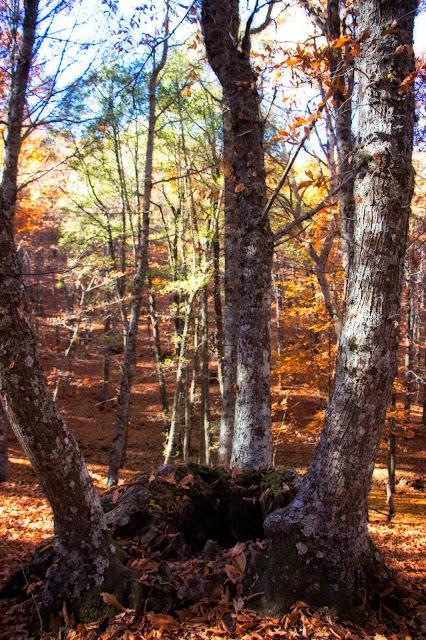 Castañar del Tiemblo en Otoño Ávila, Valle de Iruelas