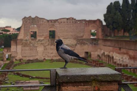 palatino-roma 