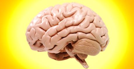 Los arándanos,”el oro azul” aliado a las infecciones urinarias! cerebro