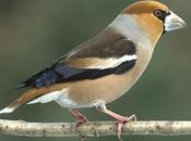 imán para picogordos