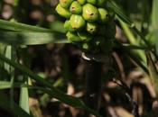 (Arisaema triphyllum)