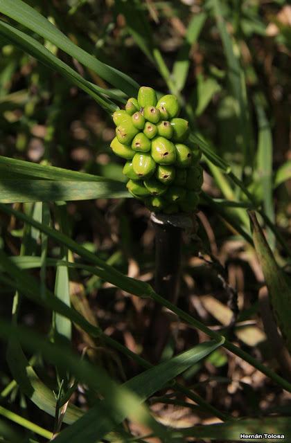 (Arisaema triphyllum) (Arisaema triphyllum)