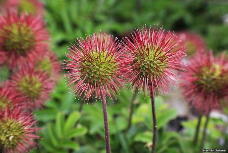 Cadillo (Acaena magellanica)