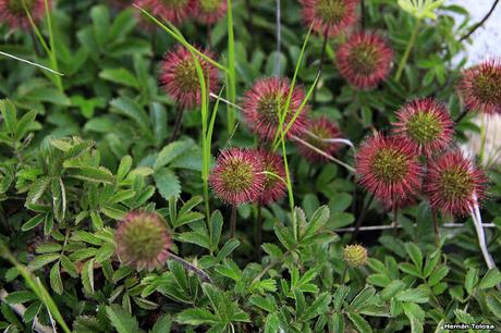 Cadillo (Acaena magellanica)