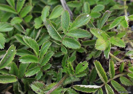 Cadillo (Acaena magellanica)