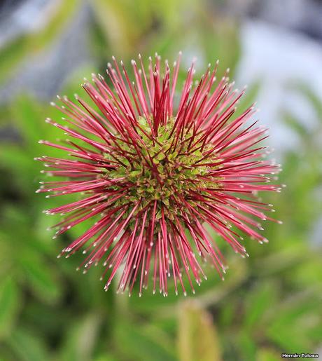 Cadillo (Acaena magellanica)