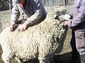 laboratorio Loncopué produce embriones ganado “for export”