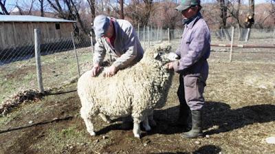 El laboratorio de Loncopué ya produce embriones de ganado “for export”