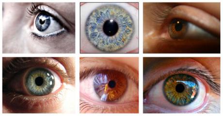 ¿Qué determina el color de los ojos?