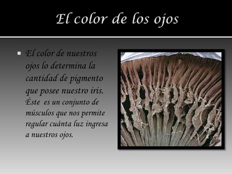 ¿Qué determina el color de los ojos?