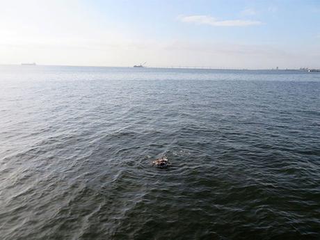 Mira el rescate de una #mujer que se lanzó hoy al lago de #Maracaibo #Venezuela (FOTOS)