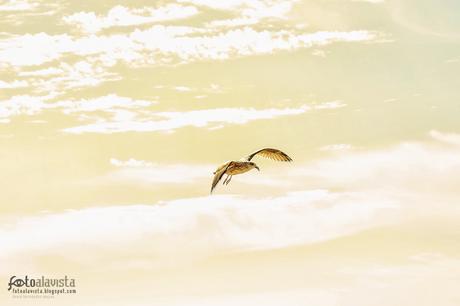 Volando libre en un mar de nubes - Fotografía artística