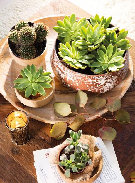 Deco: Centro de mesa con plantas crasas o suculentas