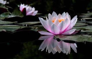 ATAQUE U OFENSA ATAQUE U OFENSA