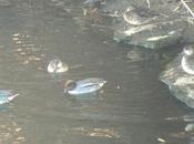 Cinco cercetas desembocadura