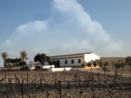 Pago de Añina, Pago de Balbaina y Los Cuadrados. Jerez. Pago de Añina, Pago de Balbaina y Los Cuadrados. Jerez.