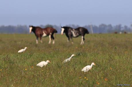 Campos de Cañuelas (noviembre de 2017)