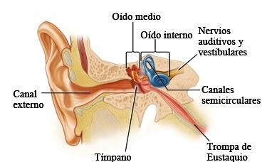 Partes del Oído