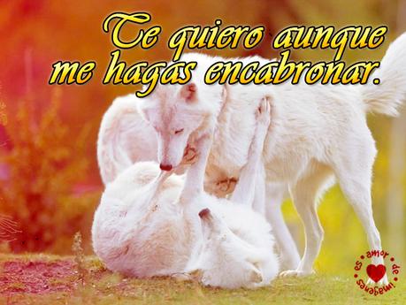 Hermosos Lobos Blancos con Frases Románticas - Paperblog