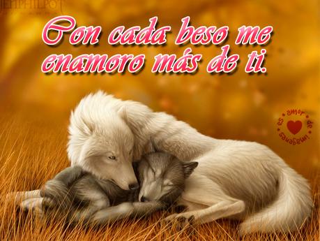 Hermosos Lobos Blancos con Frases Románticas - Paperblog