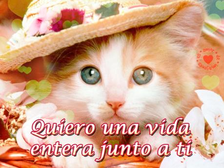 Frases de Amor para los Amantes de los Gatos - Paperblog