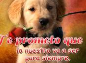 Perritos Graciosos Tiernos Frases Amor para Dedicar