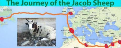 sheep-journey-graphic.jpg