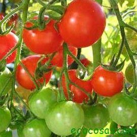 Tomates, plagas, enfermedades, semilleros y más