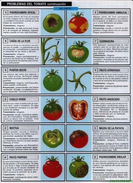 Tomates, plagas, enfermedades, semilleros y más