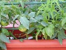 Tomates, plagas, enfermedades, semilleros