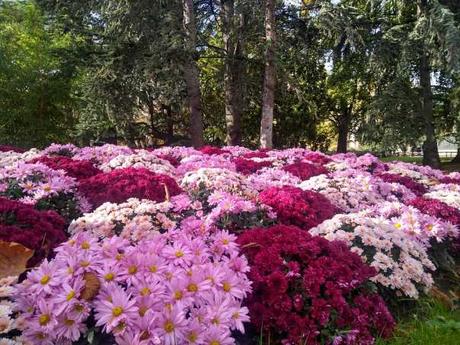 Flores formando un mullido manto Flores formando un mullido manto