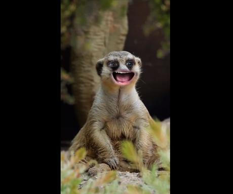 El nuevo videoclip de Maroon 5 está grabado totalmente con filtros de Snapchat El nuevo videoclip de Maroon 5 está grabado totalmente con filtros de Snapchat