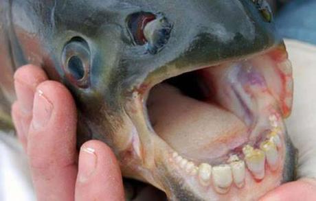 #CIENCIA:  Un pez con dientes como los humanos causa problemas en #Arizona