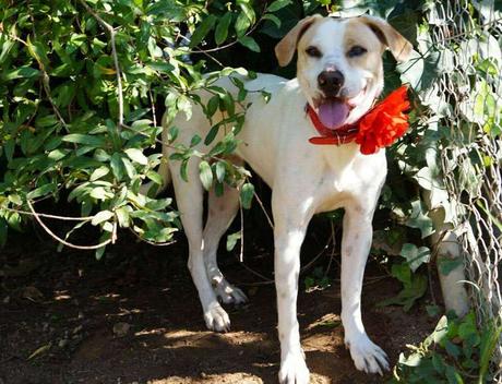 Así es y así trabaja la Asociación Maskeperros Así es y así trabaja la Asociación Maskeperros