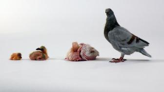 El Desconocido Mundo de las Palomas