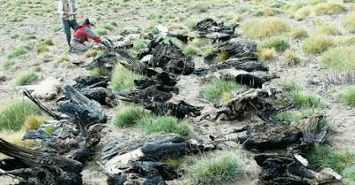 VIDEO: Tragedia ecológica: encontraron 34 cóndores muertos en Malargüe