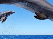 ¿Por saltan delfines?