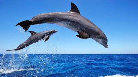 El salto de los delfines