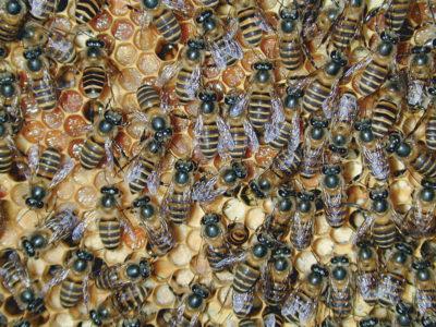 El mayor asesino de las abejas: la avispa asiática