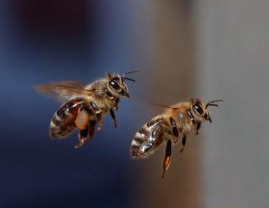 El mayor asesino de las abejas: la avispa asiática