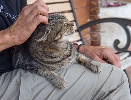 La Liga para la Protección de Animales y Plantas de Barcelona, trabajando desde 1944