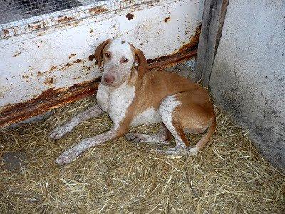 POR FAVOR AYUDA URGENTE!!! DESAPARECIDAS DOS PERRITAS QUE NECESITAN CUIDADOS!! (MURCIA)