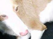 favor ayuda urgente!!! desaparecidas perritas necesitan cuidados!! (murcia)