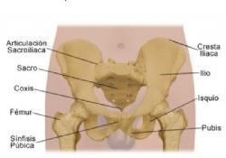 ¿Por qué y para qué se trabaja el Suelo Pélvico en Pilates?