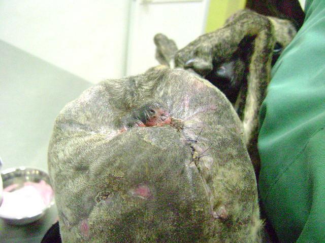 Muy Urgente-Tigre cachorro galgo con rabo y ano destrozados. (Sevilla)