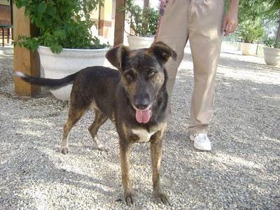 Se me queda sin acogida en valencia!! Nera cruce pastora belga 1 año recogida de una gasolinera.